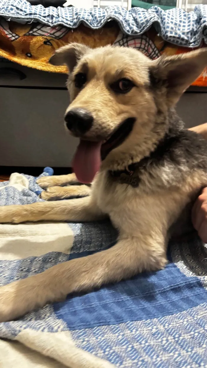 Cachorro raça SRD-ViraLata idade 1 ano nome ZEUS