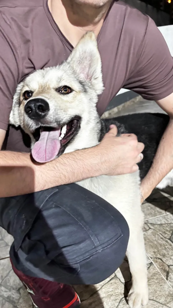 Cachorro raça SRD-ViraLata idade 1 ano nome ZEUS