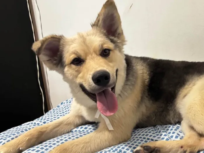 Cachorro raça SRD-ViraLata idade 1 ano nome ZEUS