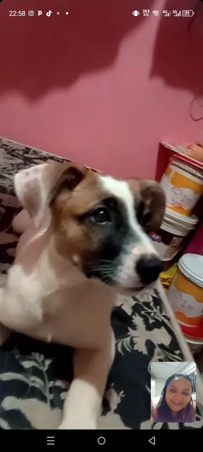 Cachorro ra a Labrador idade 2 a 6 meses nome Kyara Ketlen 