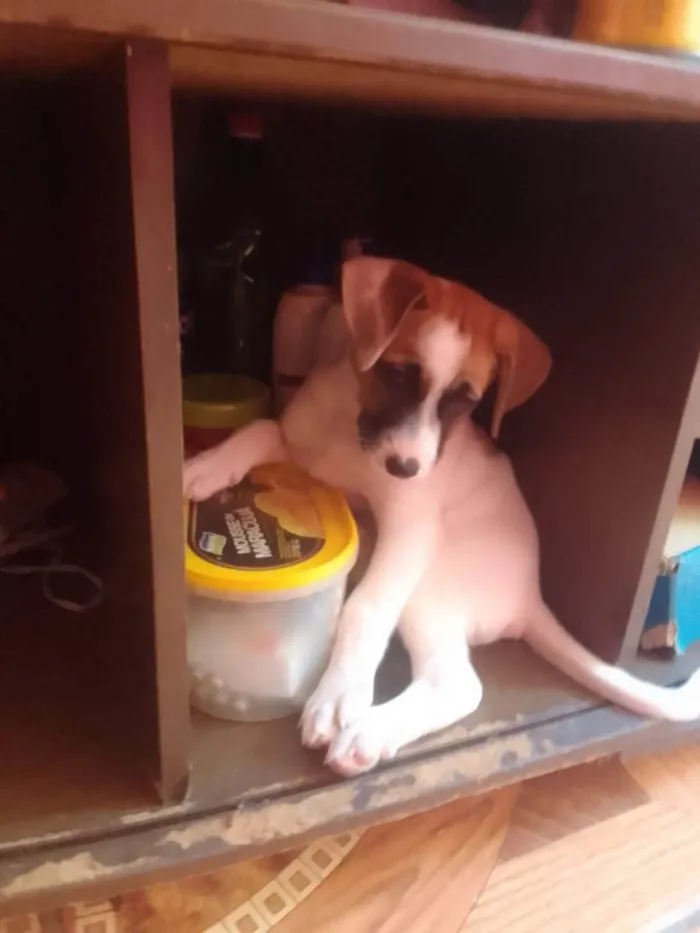 Cachorro ra a Labrador idade 2 a 6 meses nome Kyara Ketlen 
