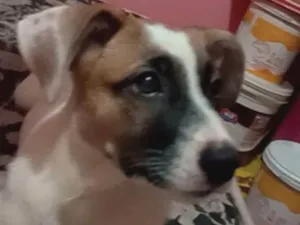 Cachorro raça Labrador idade 2 a 6 meses nome Kyara Ketlen 