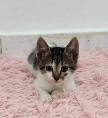Gato ra a SRD-ViraLata idade Abaixo de 2 meses nome Malu