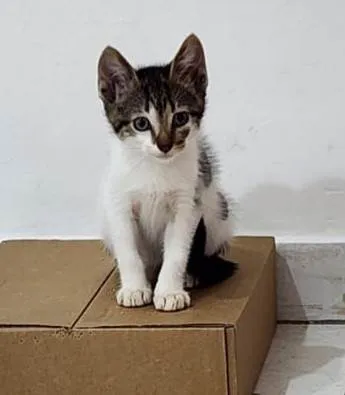 Gato ra a SRD-ViraLata idade Abaixo de 2 meses nome Malu