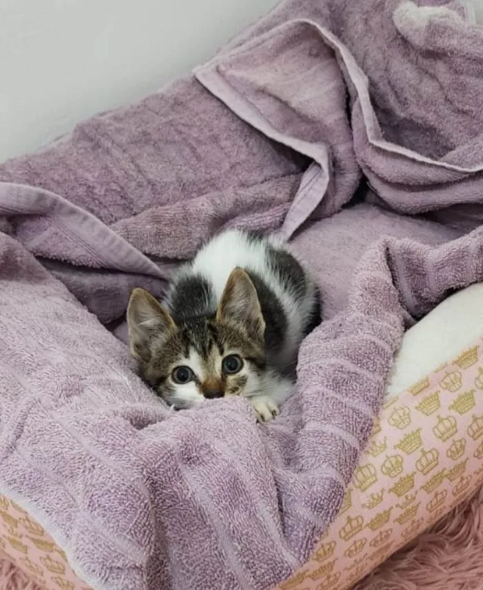 Gato ra a SRD-ViraLata idade Abaixo de 2 meses nome Malu