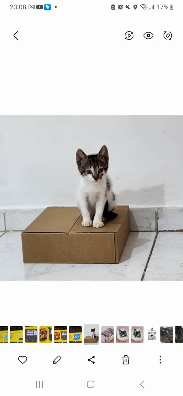 Gato ra a SRD-ViraLata idade Abaixo de 2 meses nome Malu