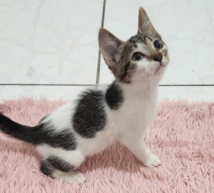 Gato ra a SRD-ViraLata idade Abaixo de 2 meses nome Malu