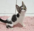 Malu