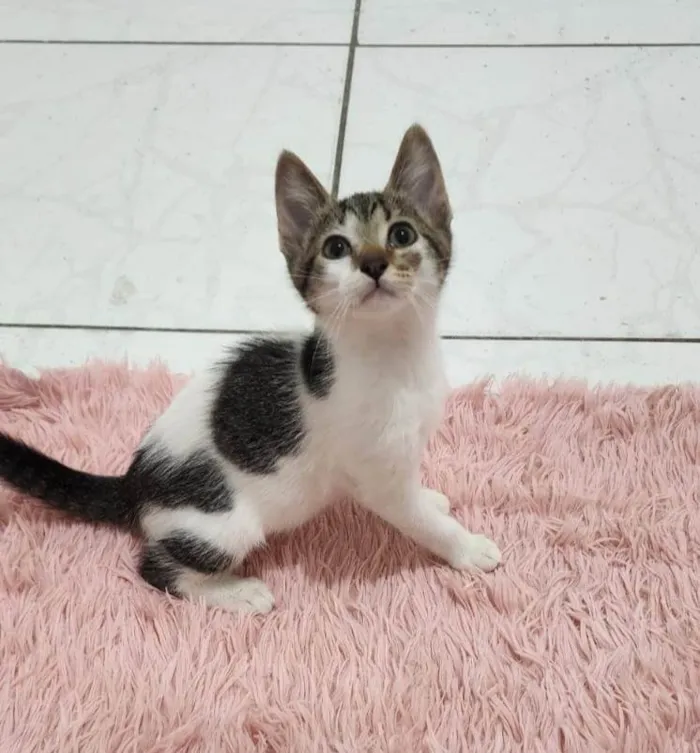 Gato ra a SRD-ViraLata idade Abaixo de 2 meses nome Malu