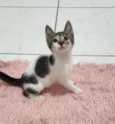 Malu