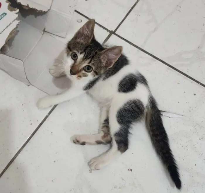 Gato ra a SRD-ViraLata idade Abaixo de 2 meses nome Malu