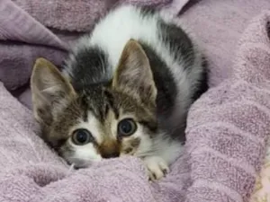 Gato raça SRD-ViraLata idade Abaixo de 2 meses nome Malu
