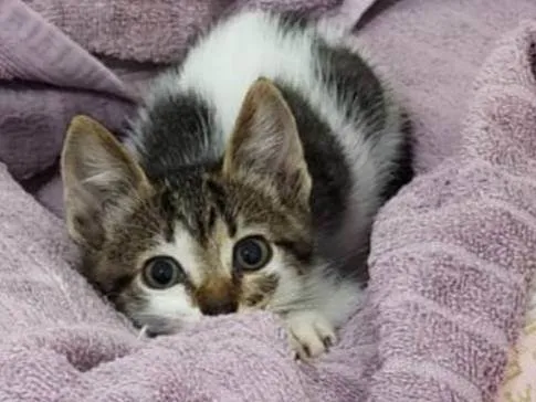 Gato ra a SRD-ViraLata idade Abaixo de 2 meses nome Malu