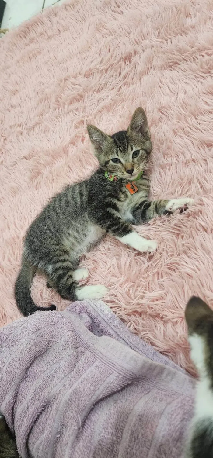 Gato ra a SRD-ViraLata idade Abaixo de 2 meses nome Maysa