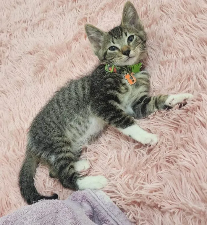 Gato ra a SRD-ViraLata idade Abaixo de 2 meses nome Maysa