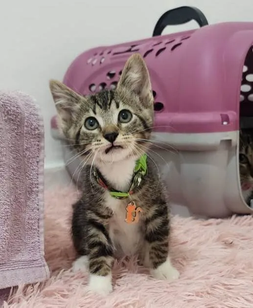 Gato ra a SRD-ViraLata idade Abaixo de 2 meses nome Maysa