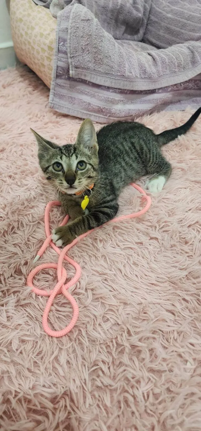 Gato ra a SRD-ViraLata idade Abaixo de 2 meses nome Maysa