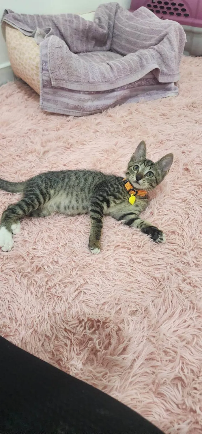 Gato ra a SRD-ViraLata idade Abaixo de 2 meses nome Maysa