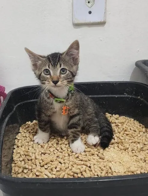 Gato ra a SRD-ViraLata idade Abaixo de 2 meses nome Maysa