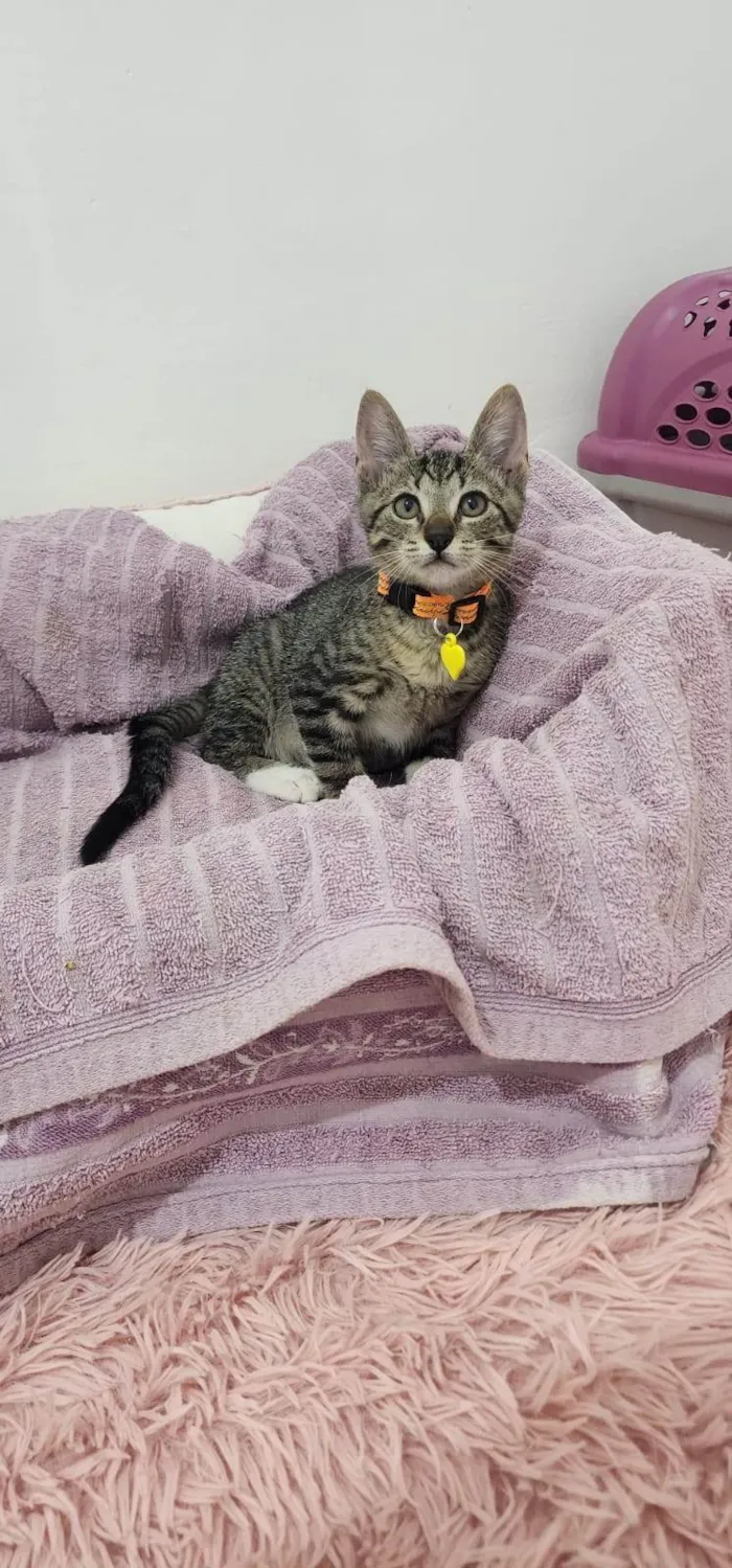 Gato ra a SRD-ViraLata idade Abaixo de 2 meses nome Maysa
