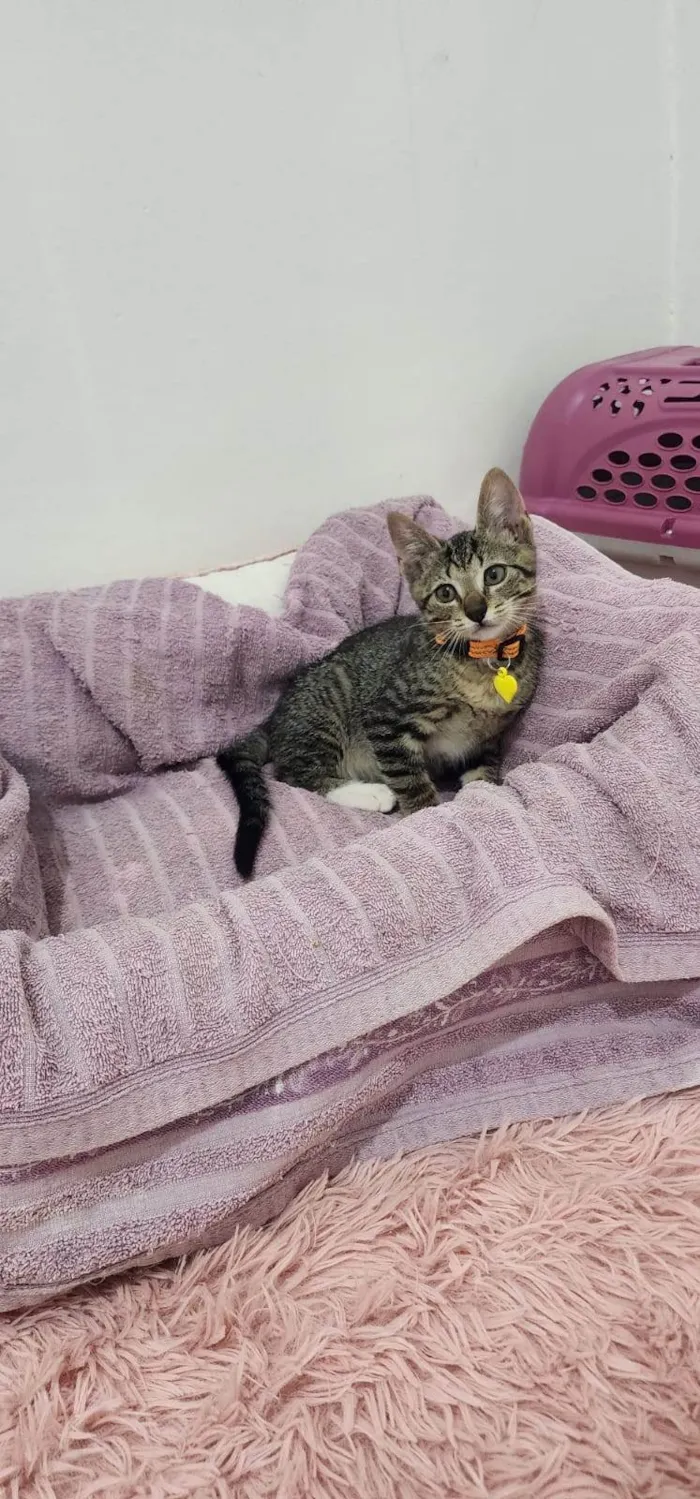Gato ra a SRD-ViraLata idade Abaixo de 2 meses nome Maysa