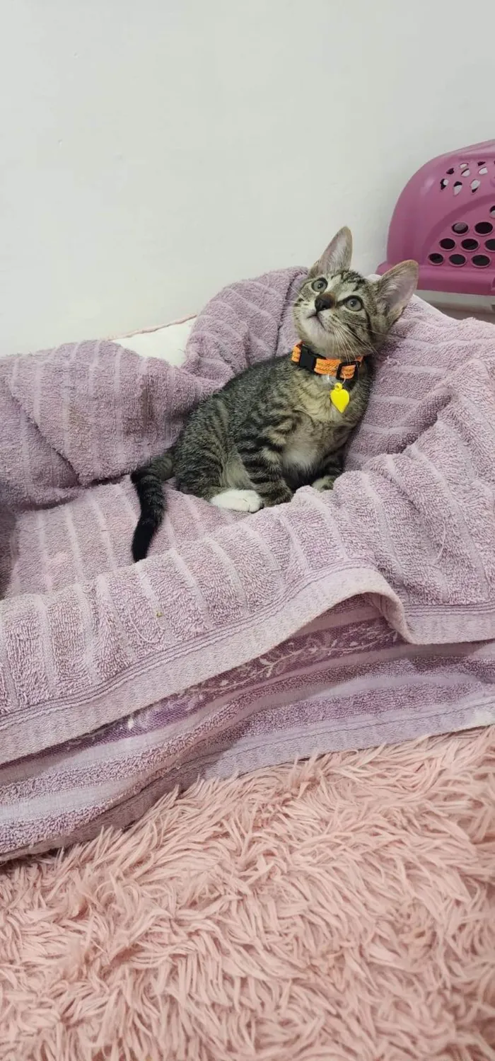 Gato ra a SRD-ViraLata idade Abaixo de 2 meses nome Maysa