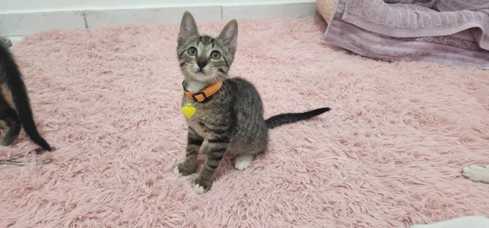 Gato ra a SRD-ViraLata idade Abaixo de 2 meses nome Maysa