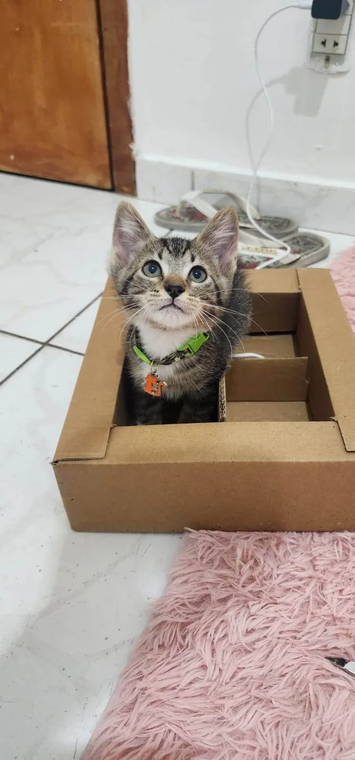 Gato ra a SRD-ViraLata idade Abaixo de 2 meses nome Maysa