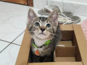 Gato raça SRD-ViraLata idade Abaixo de 2 meses nome Maysa