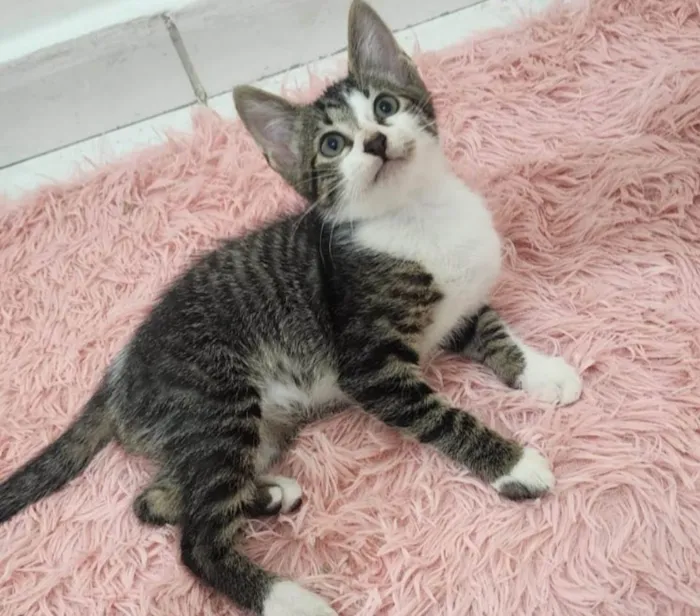 Gato ra a SRD-ViraLata idade Abaixo de 2 meses nome Julie