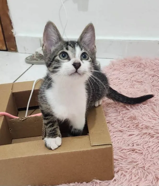 Gato ra a SRD-ViraLata idade Abaixo de 2 meses nome Julie