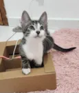 Julie