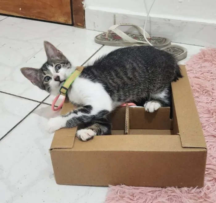 Gato ra a SRD-ViraLata idade Abaixo de 2 meses nome Julie
