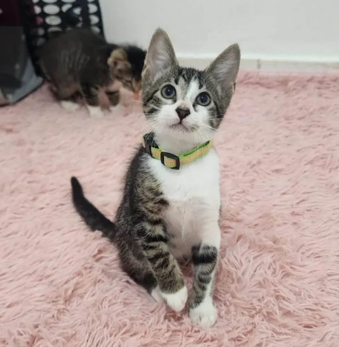 Gato ra a SRD-ViraLata idade Abaixo de 2 meses nome Julie