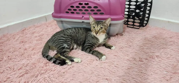 Gato ra a SRD-ViraLata idade 1 ano nome Nala
