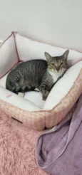 Nala