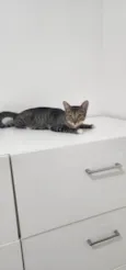 Nala