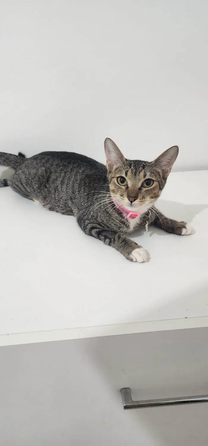 Gato ra a SRD-ViraLata idade 1 ano nome Nala