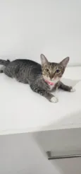 Nala
