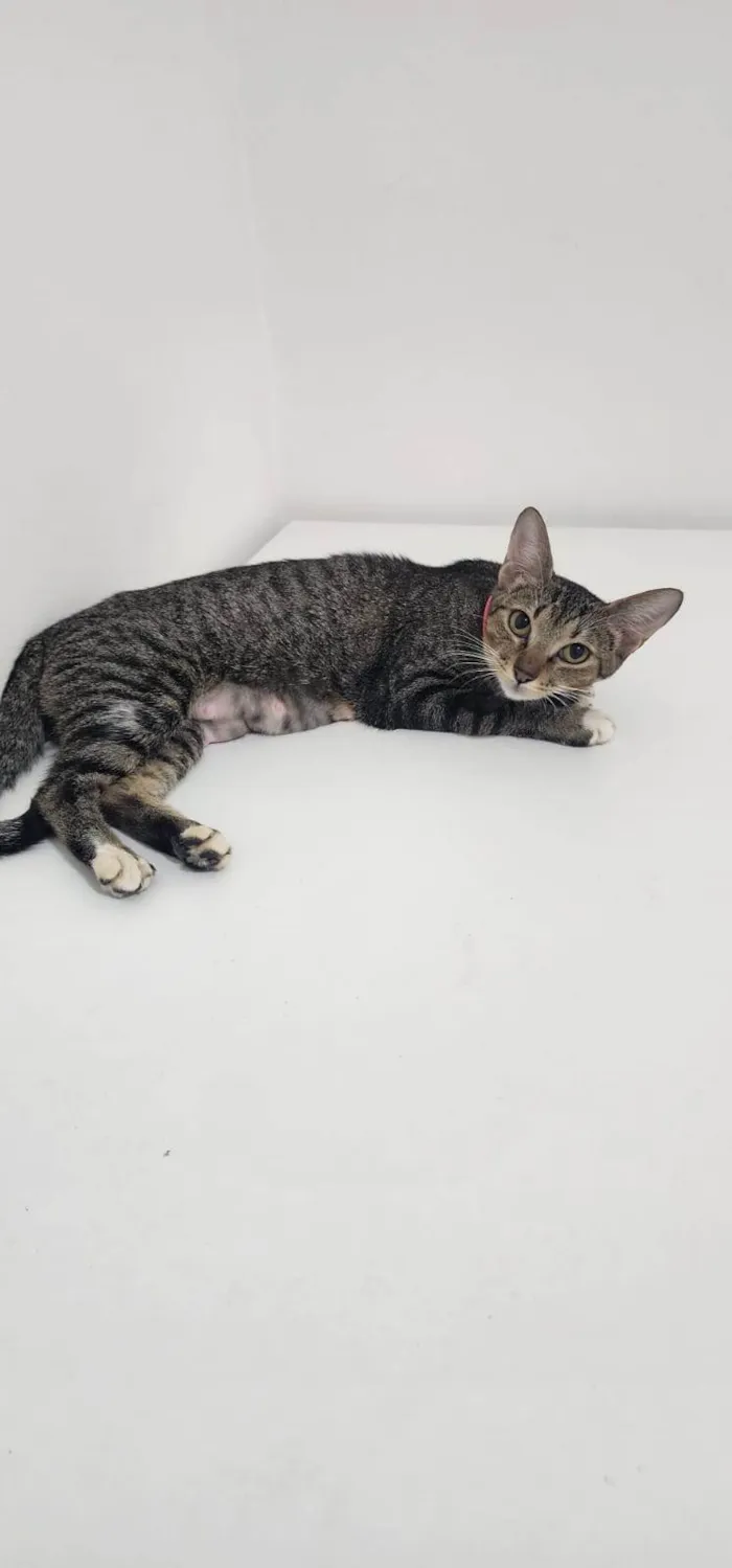 Gato ra a SRD-ViraLata idade 1 ano nome Nala