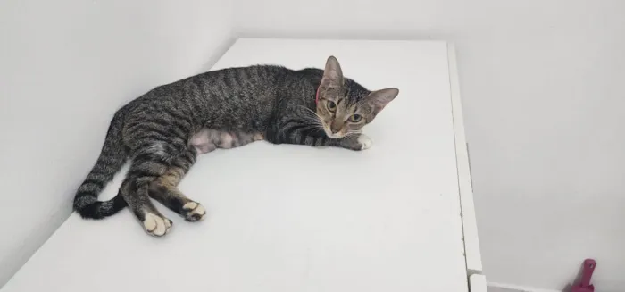 Gato ra a SRD-ViraLata idade 1 ano nome Nala