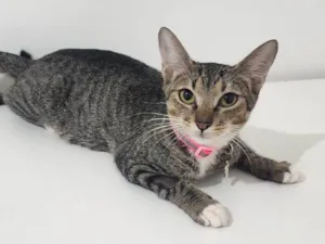Gato raça SRD-ViraLata idade 1 ano nome Nala