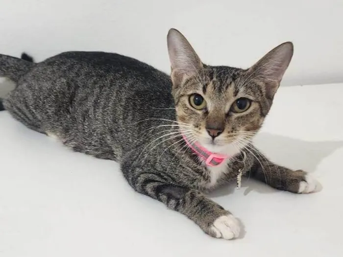 Gato ra a SRD-ViraLata idade 1 ano nome Nala