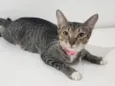 Nala