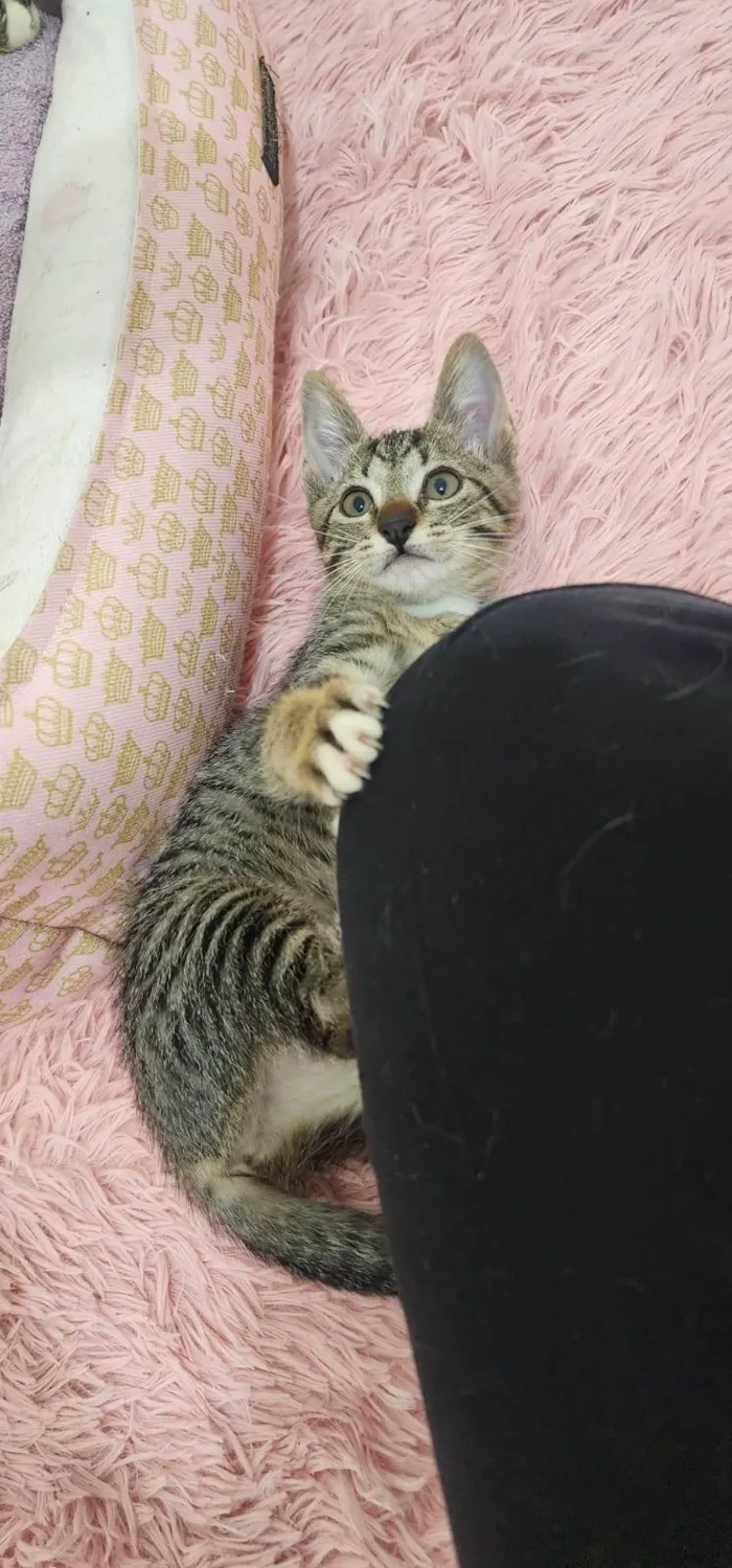 Gato ra a SRD-ViraLata idade Abaixo de 2 meses nome Maysa