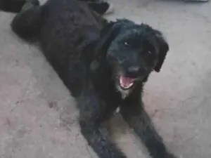 Cachorro raça SRD-ViraLata idade 6 ou mais anos nome bolinha 