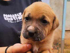 Cachorro raça Fila idade Abaixo de 2 meses nome Filhotes fila com vira lata 