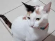 MAGALI
