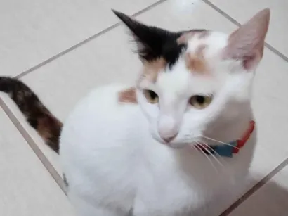 Gato raça Exótico idade 2 anos nome MAGALI