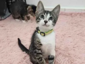 Gato raça SRD-ViraLata idade Abaixo de 2 meses nome Julie